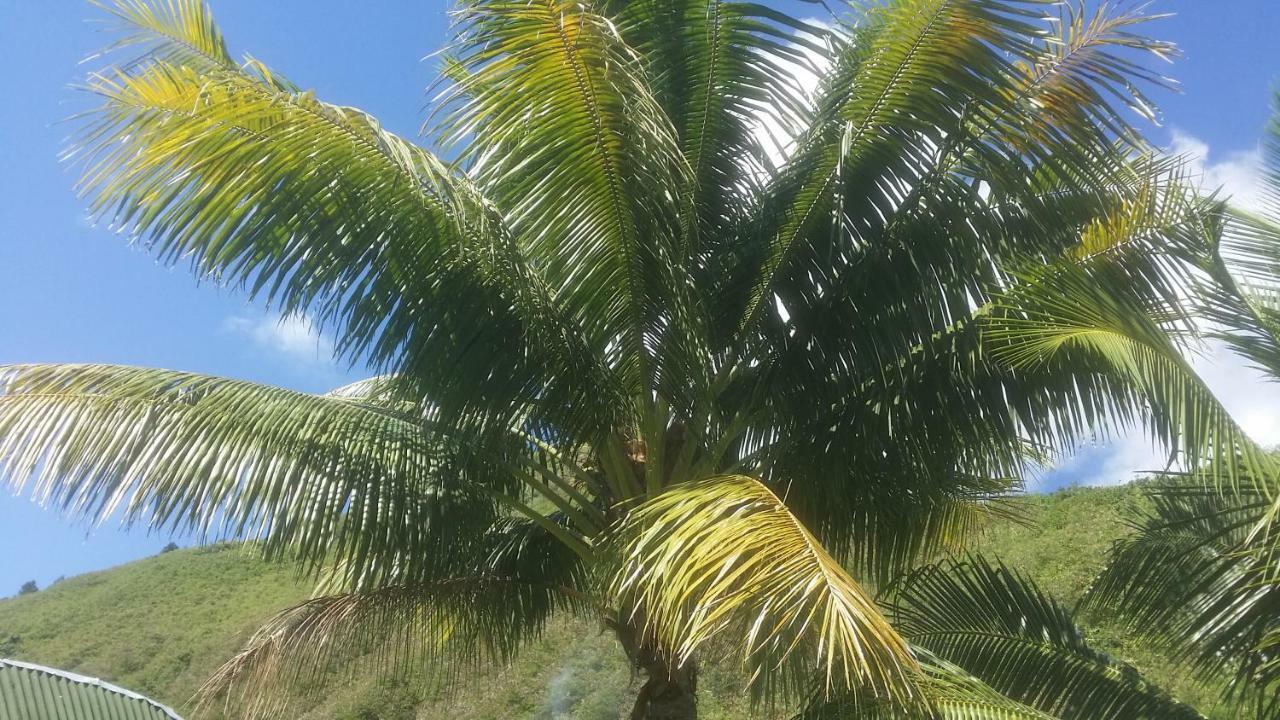Location " La Pirogue " Maison D'Hotes A Moorea Haapiti Eksteriør bilde